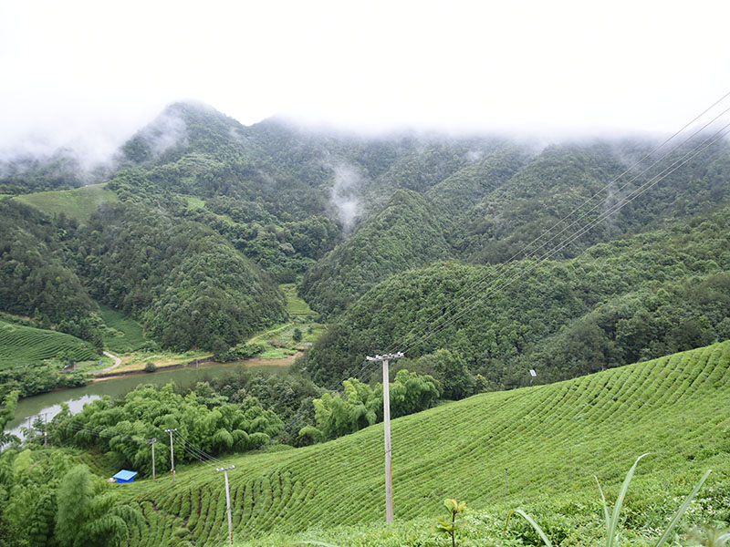 知道高山茶和平地茶之间的区别是什么吗?